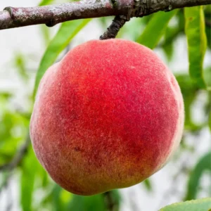 Peach Tree, Red Peach Tree, Peach Fruit Tree, 2 to 3 Feet Tall Live In Pot Tree