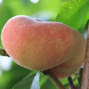 Peach Tree Live Plant, Donut Peach Tree Plant, Peach Tree Live From 2 Feet Height Potted For Growing