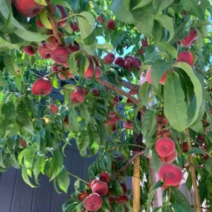 Peach Tree Live Plant, Donut Peach Tree Plant, Peach Tree Live From 2 Feet Height Potted For Growing