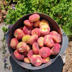 Peach Tree Live Plant, Donut Peach Tree Plant, Peach Tree Live From 2 Feet Height Potted For Growing
