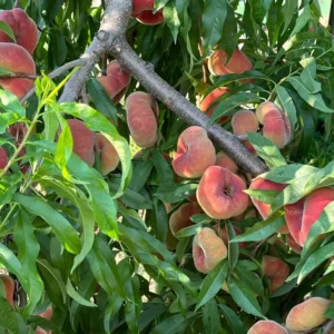Peach Tree Live Plant, Donut Peach Tree Plant, Peach Tree Live From 2 Feet Height Potted For Growing