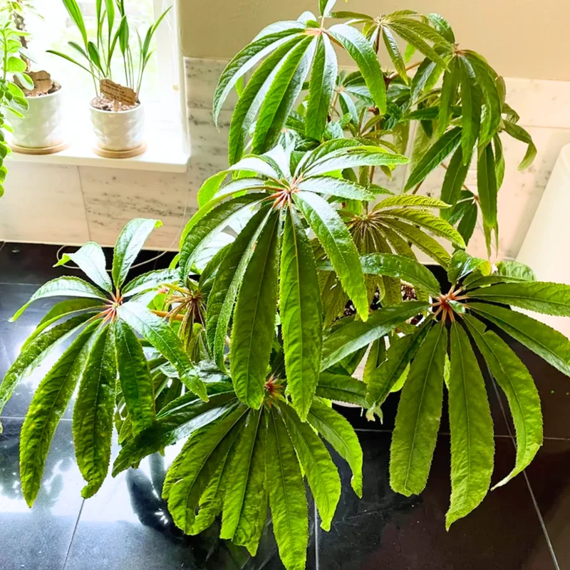 Begonia Plant Live 6 Inches Pot, Begonia Plant Live, Large Begonia House Plant Indoor Live, Outdoor Plant