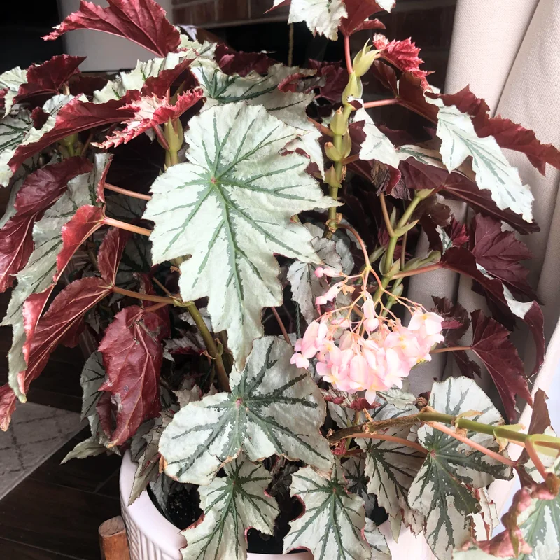 Begonia Plant Live 6 Inches Pot, Begonia Plant Live, Large Begonia House Plant Indoor Live, Outdoor Plant
