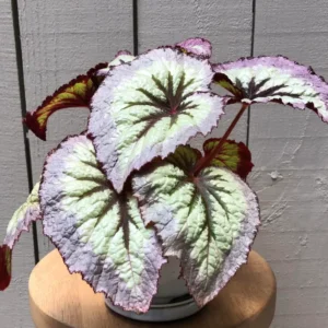 Begonia Plant Live 6 Inches Pot, Begonia Plant Live, Large Begonia House Plant Indoor Live, Outdoor Plant