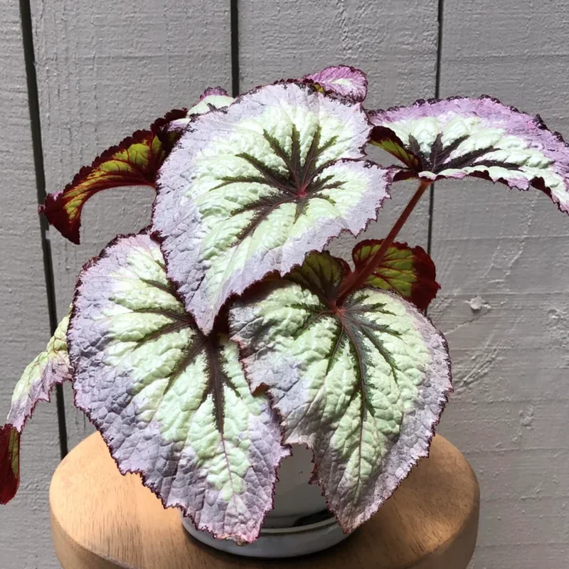 Begonia Plant Live 6 Inches Pot, Begonia Plant Live, Large Begonia House Plant Indoor Live, Outdoor Plant
