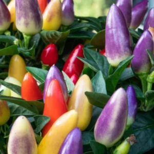 50 Pepper Seeds for Planting Outdoors, Garden Vegetable Seeds