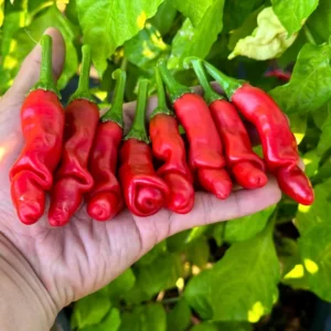 50 Pepper Seeds for Planting Outdoors, Garden Vegetable Seeds
