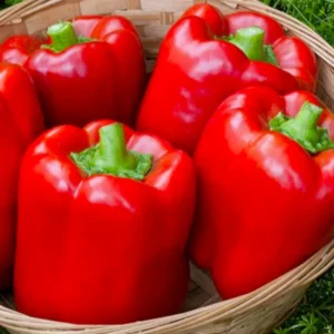 50 Pepper Seeds for Planting Outdoors, Garden Vegetable Seeds