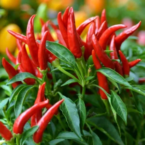 100 Pepper Seeds for Planting Outdoors, Garden Vegetable Seeds