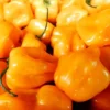 Yellow Habanero Pepper