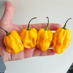 50 Pepper Seeds for Planting Outdoors, High Germination Rate, Non GMO, Heirloom Seeds - Yellow Habanero Pepper Seeds