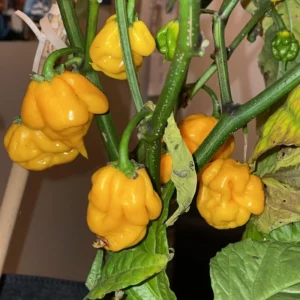 50 Pepper Seeds for Planting Outdoors, High Germination Rate, Non GMO, Heirloom Seeds - Yellow Habanero Pepper Seeds