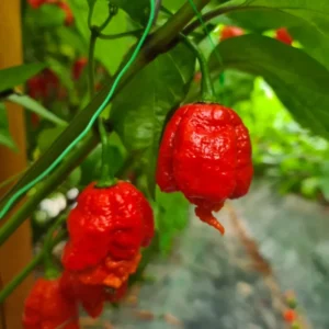 50 Pepper Seeds for Planting Outdoors, High Germination Rate, Non GMO, Heirloom Seeds - Carolina Reaper Pepper Seeds