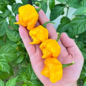 50 Pepper Seeds for Planting Outdoors, High Germination Rate, Non GMO, Heirloom Seeds - Yellow Habanero Pepper Seeds