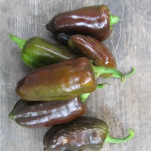 50 Pepper Seeds for Planting Outdoors, High Germination Rate, Non GMO, Heirloom Seeds - Sweet Chocolate Pepper Seeds