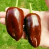 50 Pepper Seeds for Planting Outdoors, High Germination Rate, Non GMO, Heirloom Seeds - Sweet Chocolate Pepper Seeds