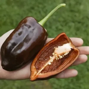 50 Pepper Seeds for Planting Outdoors, High Germination Rate, Non GMO, Heirloom Seeds - Sweet Chocolate Pepper Seeds