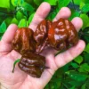 50 Pepper Seeds for Planting Outdoors, High Germination Rate, Non GMO, Heirloom Seeds - Chocolate Carolina Reaper Pepper Seeds
