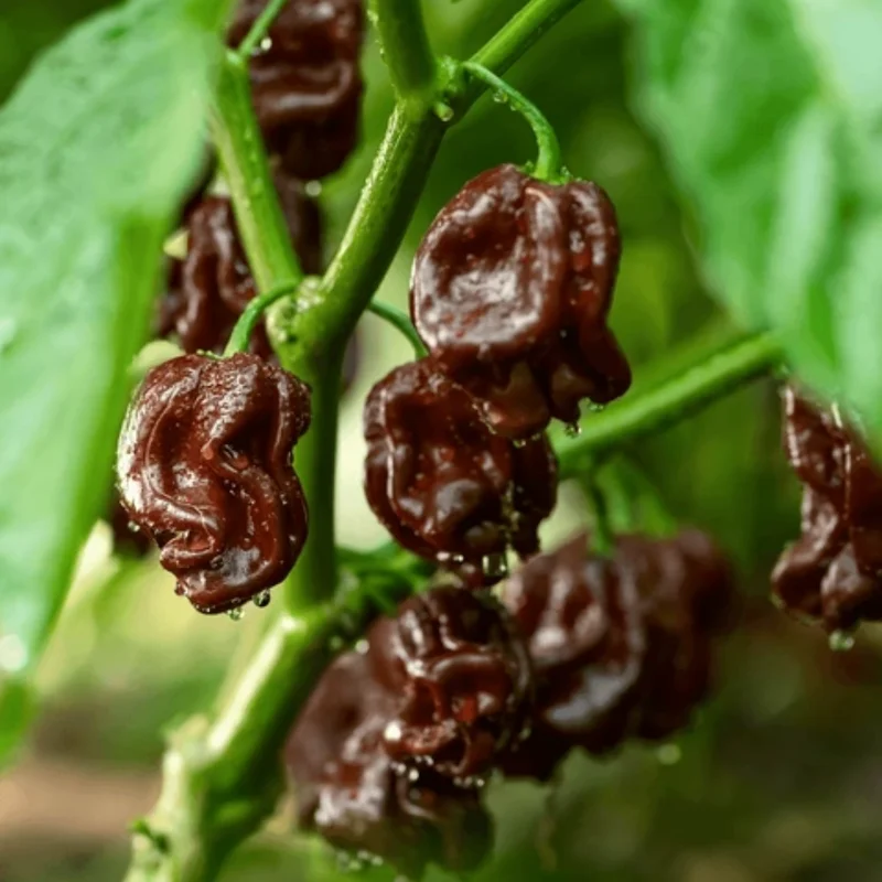 50 Pepper Seeds for Planting Outdoors, High Germination Rate, Non GMO, Heirloom Seeds - Chocolate Carolina Reaper Pepper Seeds
