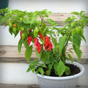 50 Pepper Seeds for Planting Outdoors, High Germination Rate, Non GMO, Heirloom Seeds - Red Bhut Pepper Seeds