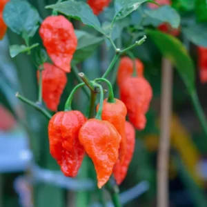 50 Pepper Seeds for Planting Outdoors, High Germination Rate, Non GMO, Heirloom Seeds - Red Bhut Pepper Seeds