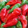50 Pepper Seeds for Planting Outdoors, High Germination Rate, Non GMO, Heirloom Seeds - Red Bhut Pepper Seeds
