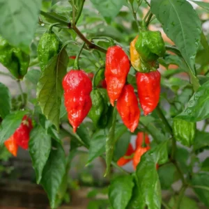 50 Pepper Seeds for Planting Outdoors, High Germination Rate, Non GMO, Heirloom Seeds - Red Bhut Pepper Seeds