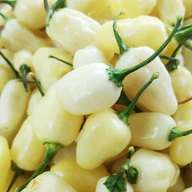 50 Pepper Seeds for Planting Outdoors, High Germination Rate, Non GMO, Heirloom Seeds - White Habanero Pepper Seeds