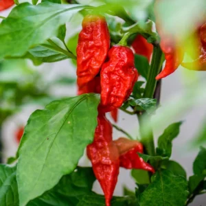 50 Pepper Seeds for Planting Outdoors, High Germination Rate, Non GMO, Heirloom Seeds - Red Bhut Pepper Seeds