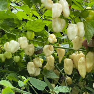 50 Pepper Seeds for Planting Outdoors, High Germination Rate, Non GMO, Heirloom Seeds - White Habanero Pepper Seeds