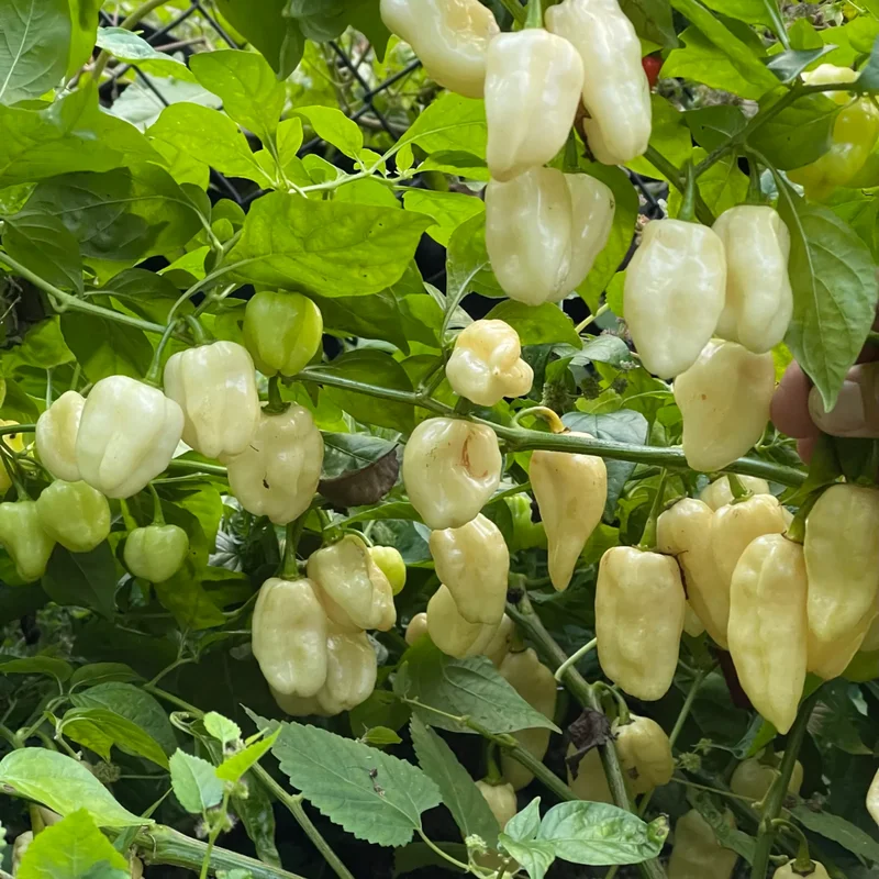 50 Pepper Seeds for Planting Outdoors, High Germination Rate, Non GMO, Heirloom Seeds - White Habanero Pepper Seeds