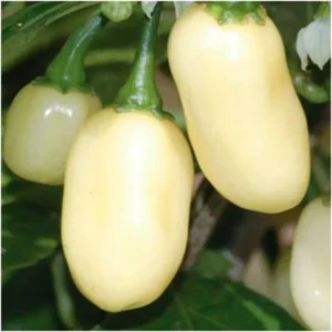 50 Pepper Seeds for Planting Outdoors, High Germination Rate, Non GMO, Heirloom Seeds - White Habanero Pepper Seeds