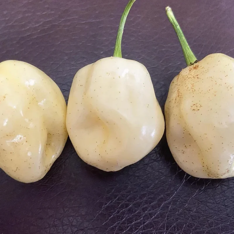 50 Pepper Seeds for Planting Outdoors, High Germination Rate, Non GMO, Heirloom Seeds - White Habanero Pepper Seeds