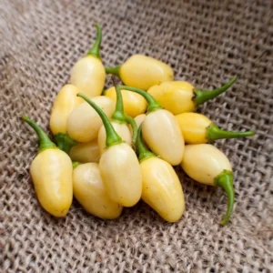 50 Pepper Seeds for Planting Outdoors, High Germination Rate, Non GMO, Heirloom Seeds - White Habanero Pepper Seeds