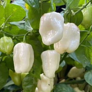 50 Pepper Seeds for Planting Outdoors, High Germination Rate, Non GMO, Heirloom Seeds - White Habanero Pepper Seeds