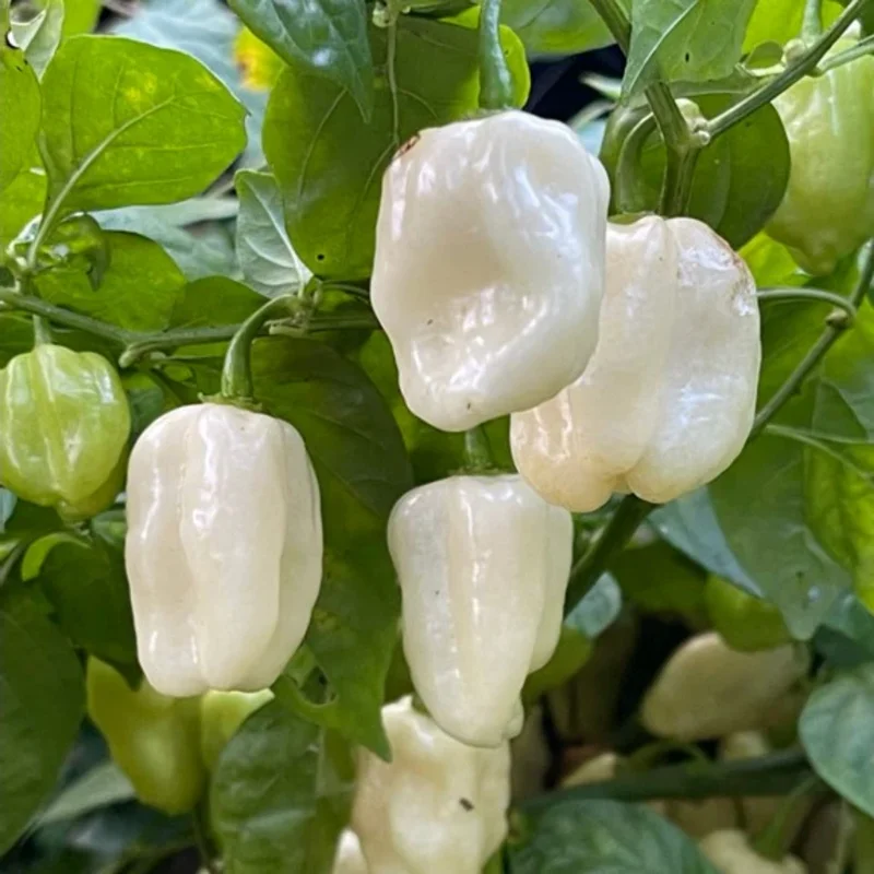 50 Pepper Seeds for Planting Outdoors, High Germination Rate, Non GMO, Heirloom Seeds - White Habanero Pepper Seeds