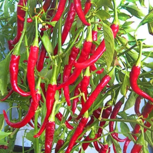 50 Pepper Seeds for Planting Outdoors, High Germination Rate, Non GMO, Heirloom Seeds - Long Thin Red Seeds