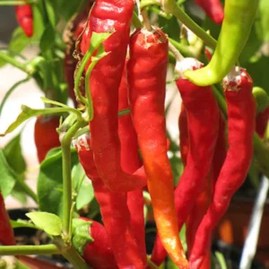 50 Pepper Seeds for Planting Outdoors, High Germination Rate, Non GMO, Heirloom Seeds - Long Thin Red Seeds