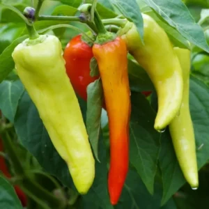 50 Pepper Seeds for Planting Outdoors, High Germination Rate, Non GMO, Heirloom Seeds - Sweet Banana Seeds