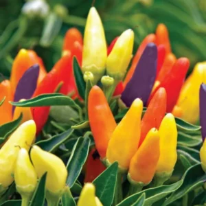 50 Pepper Seeds for Planting Outdoors, High Germination Rate, Non GMO, Heirloom Seeds - Chinese 5 Color Pepper Seeds