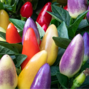 50 Pepper Seeds for Planting Outdoors, High Germination Rate, Non GMO, Heirloom Seeds - Chinese 5 Color Pepper Seeds