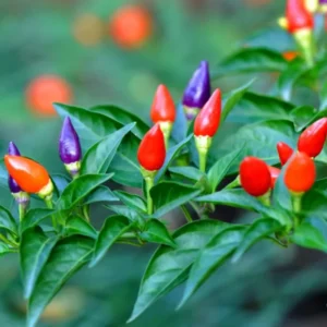 50 Pepper Seeds for Planting Outdoors, High Germination Rate, Non GMO, Heirloom Seeds - Chinese 5 Color Pepper Seeds