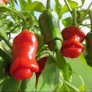 50 Pepper Seeds for Planting Outdoors, High Germination Rate, Non GMO, Heirloom Seeds - Peter Pepper Seeds