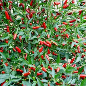 50 Pepper Seeds for Planting Outdoors, High Germination Rate, Non GMO, Heirloom Seeds - Thai Hot Chili Pepper Seeds