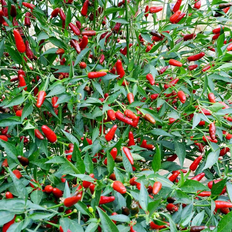 50 Pepper Seeds for Planting Outdoors, High Germination Rate, Non GMO, Heirloom Seeds - Thai Hot Chili Pepper Seeds