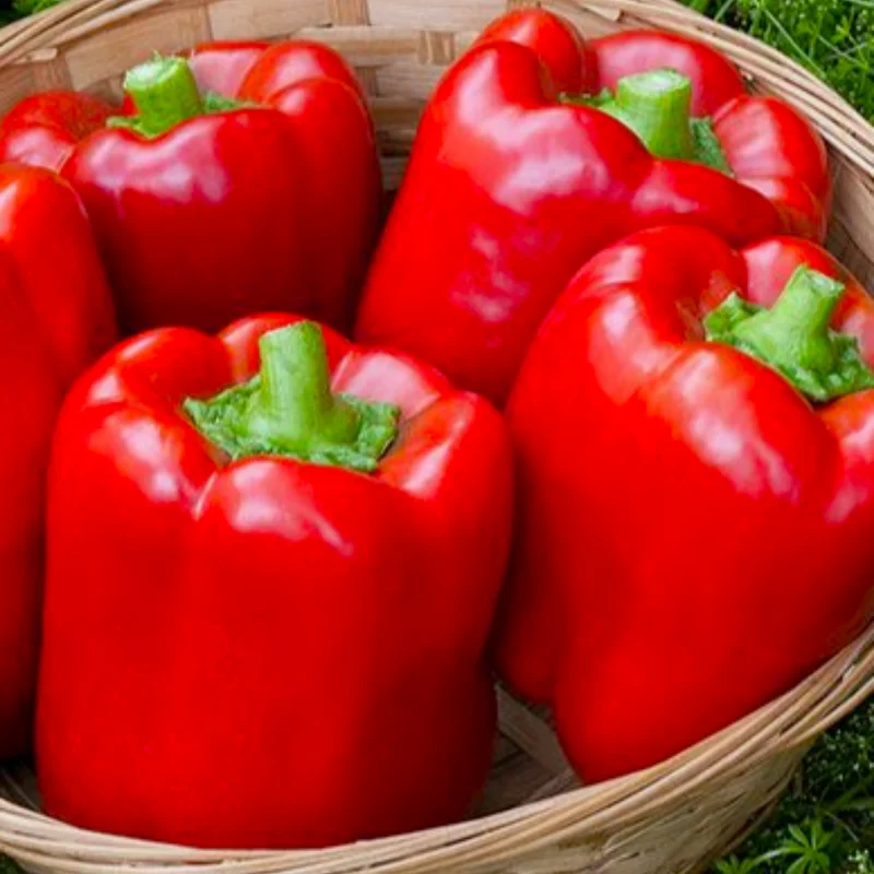 50 Pepper Seeds for Planting Outdoors, High Germination Rate, Non GMO, Heirloom Seeds - Red Bell Pepper Seeds