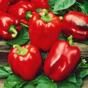 50 Pepper Seeds for Planting Outdoors, High Germination Rate, Non GMO, Heirloom Seeds - Red Bell Pepper Seeds