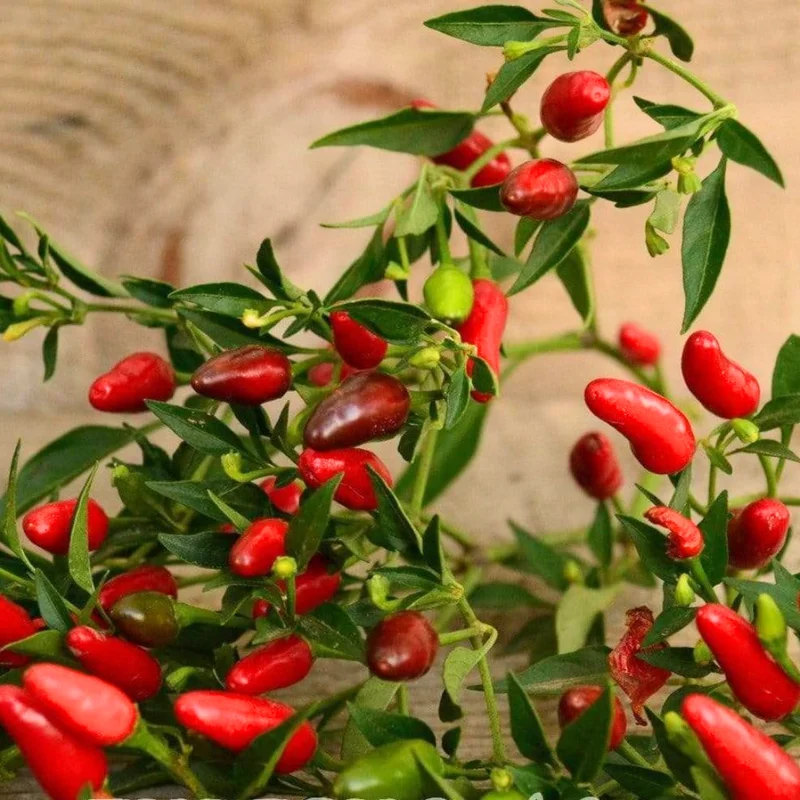 50 Pepper Seeds for Planting Outdoors, High Germination Rate, Non GMO, Heirloom Seeds - Thai Hot Chili Pepper Seeds