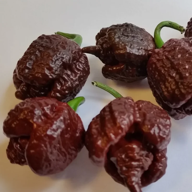 100 Pepper Seeds for Planting Outdoors, High Germination Rate, Non GMO, Heirloom Seeds - Chocolate Carolina Reaper Pepper Seeds