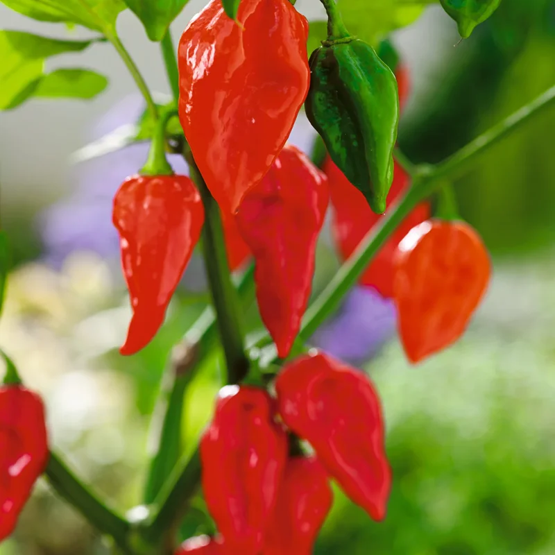 100 Pepper Seeds for Planting Outdoors, High Germination Rate, Non GMO, Heirloom Seeds - Red Bhut Pepper Seeds